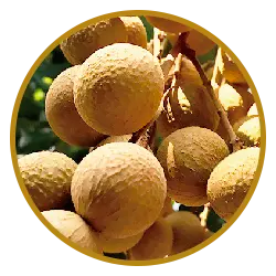 img-ingredient-5